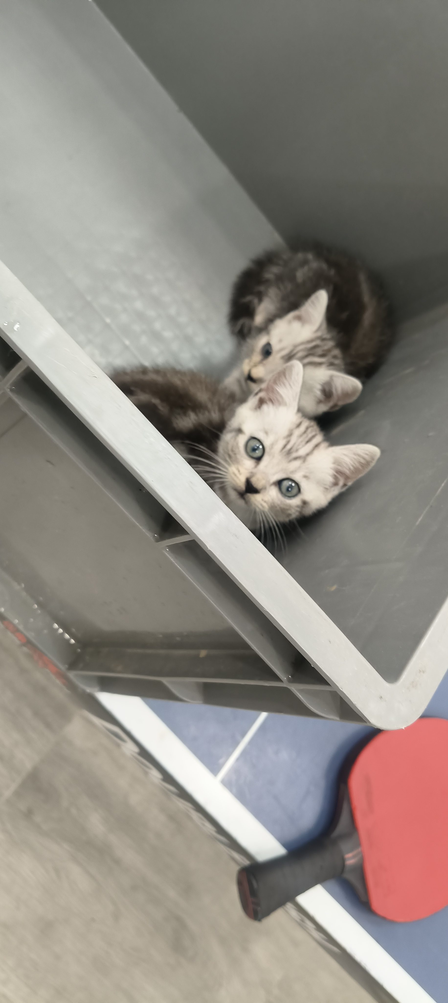 美短虎斑猫